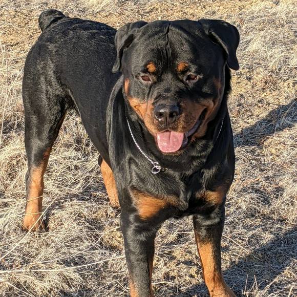 Meet your Posher, Cammy - Picture 2 of 2